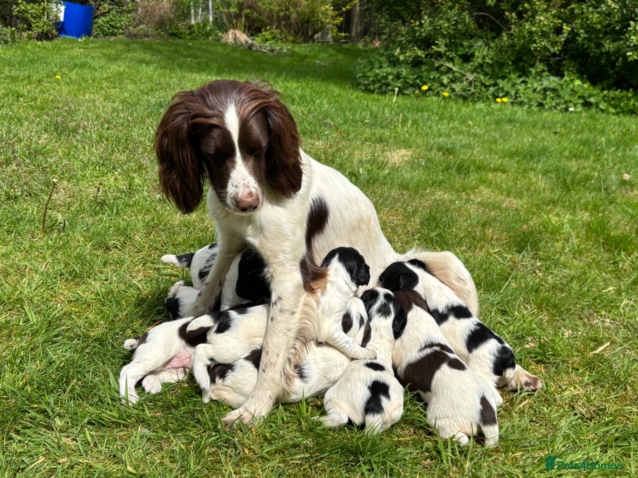 English Springer Spaniel dogs Working Springer Spaniels for sale. - Advert 2