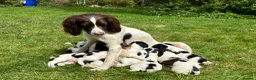 English Springer Spaniel dogs for sale: Working Springer Spaniels for sale. - Advert 1