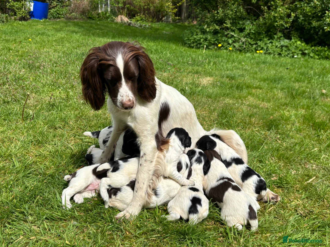 English Springer Spaniel dogs for sale: Working Springer Spaniels for sale. - Advert 1