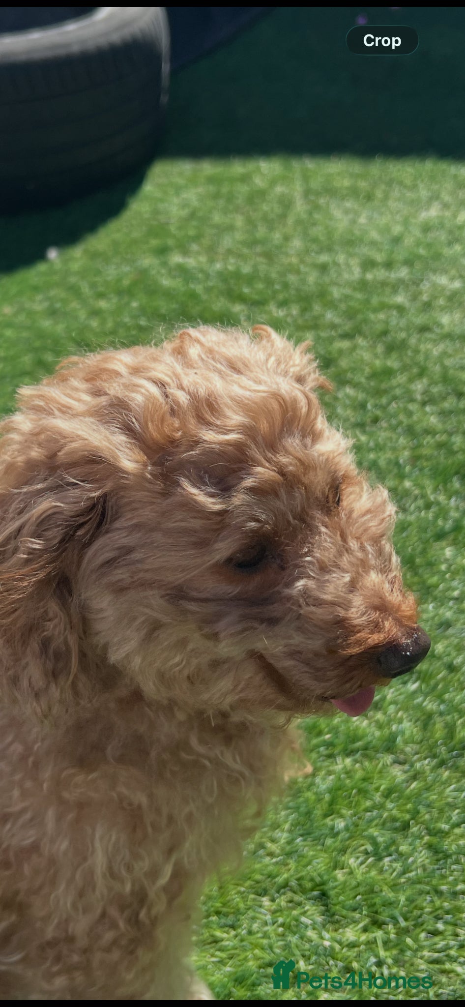 Toy Poodle dogs  KC REGISTERED Beautiful Red Toy poodle puppies  - Advert 6