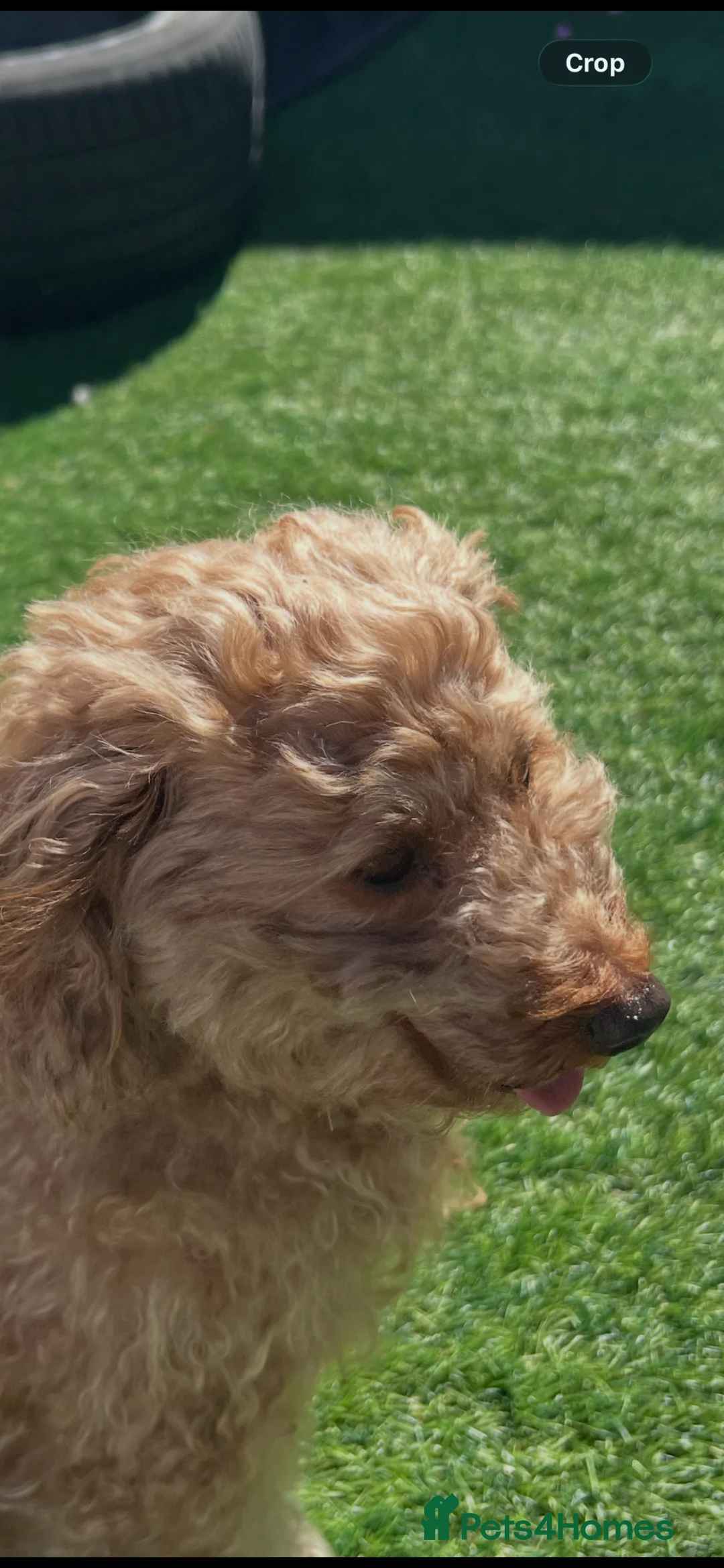 Toy Poodle dogs for sale:  KC REGISTERED Beautiful Red Toy poodle puppies  - Advert 1
