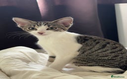 Mixed Breed cats for sale: Long haired Silver tabby and foster kitten - Image 4