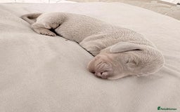 Miniature Dachshund dogs for sale: Miniature dachshund puppy’s  - Advert 2