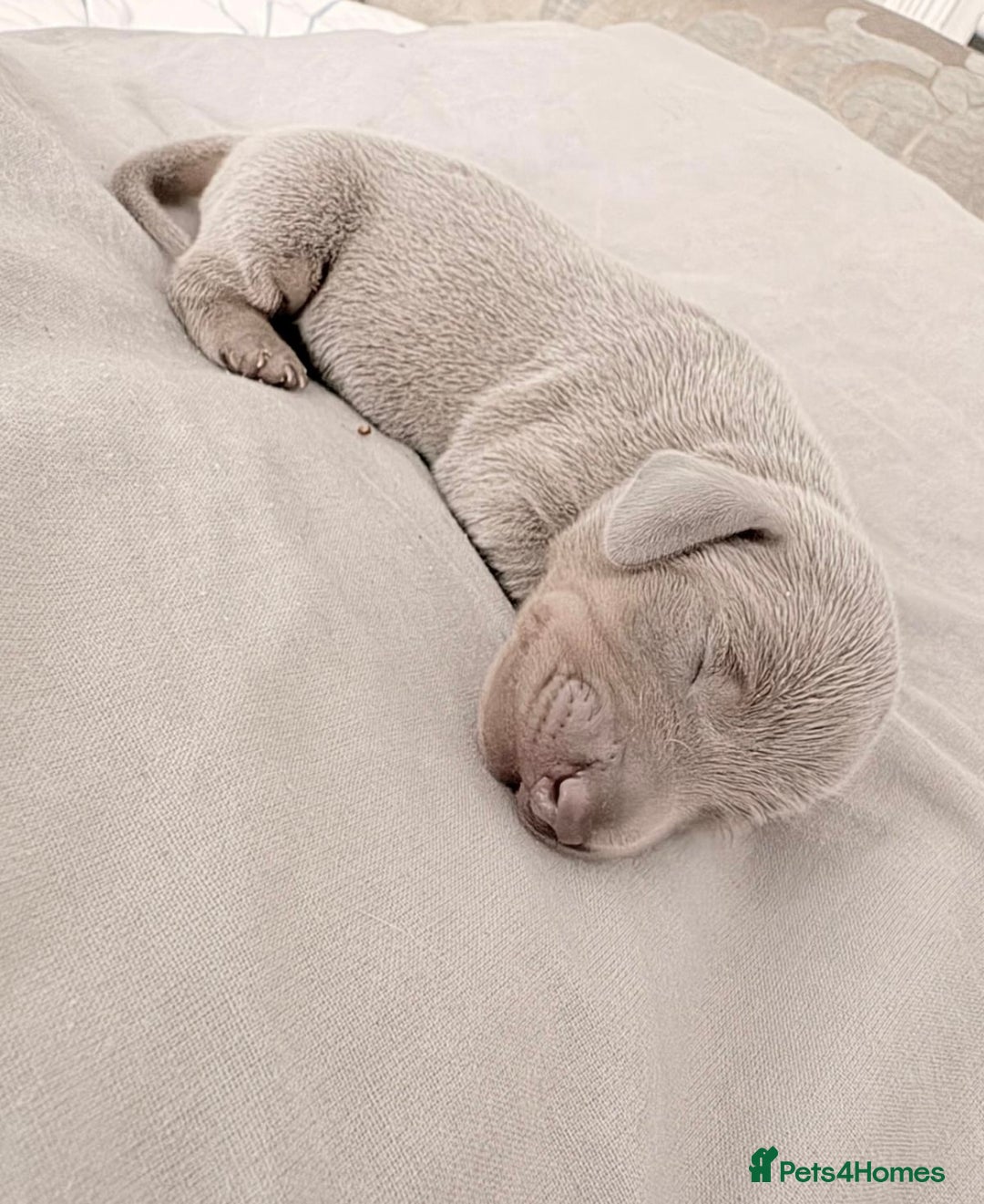 Miniature Dachshund dogs for sale: Miniature dachshund puppy’s  - Advert 2