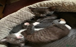 Domestic Shorthair cats for sale: Tabby kittens for sale - Image 3