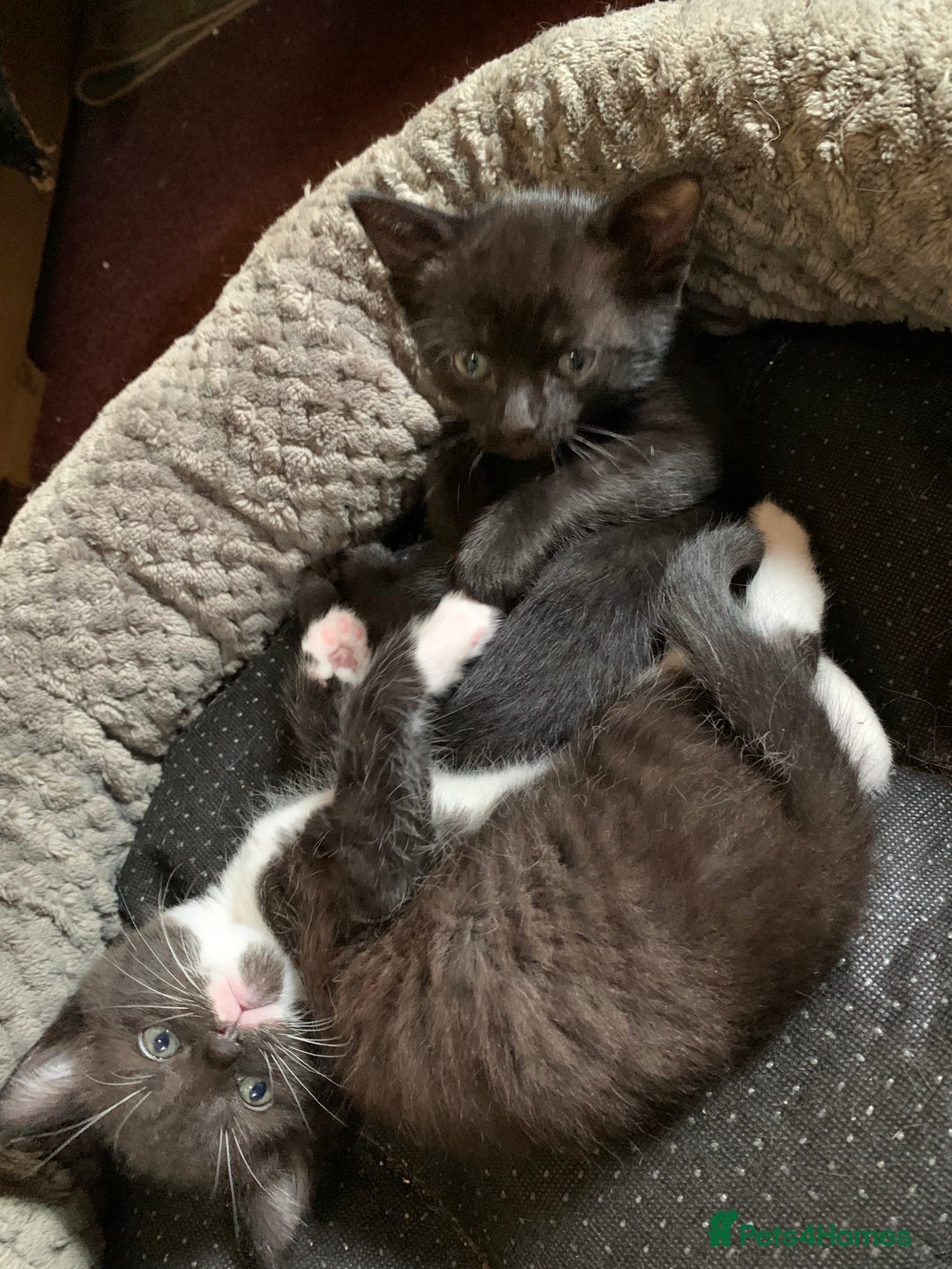 Domestic Shorthair cats for sale: Tabby kittens for sale - Image 3