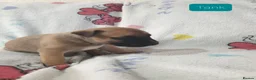 Mixed Breed dogs for sale: Staffy Mix Puppies in Seaham - Advert 11