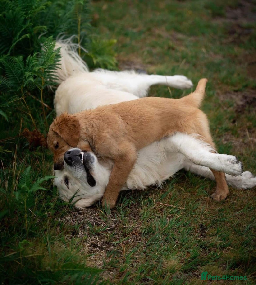 Golden Retriever dogs for stud: Fully health tested therapy dog  - Image 12