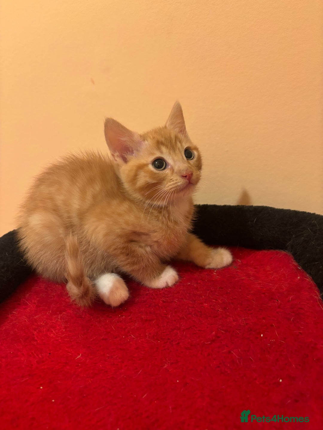 Mixed Breed cats for sale: Gorgeous Kittens Ready For A New Home!  - Advert 8