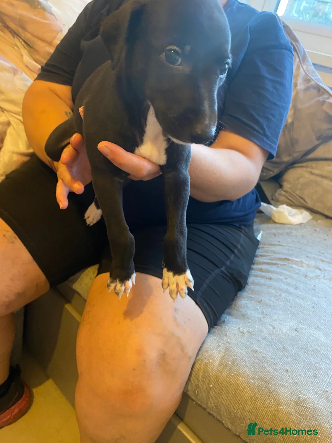 Whippet dogs for sale: Whippet x greyhound  - Advert 1