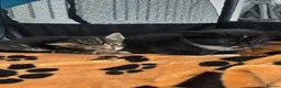 Mixed Breed cats for sale: Beautiful kittens  in Hove - Advert 4