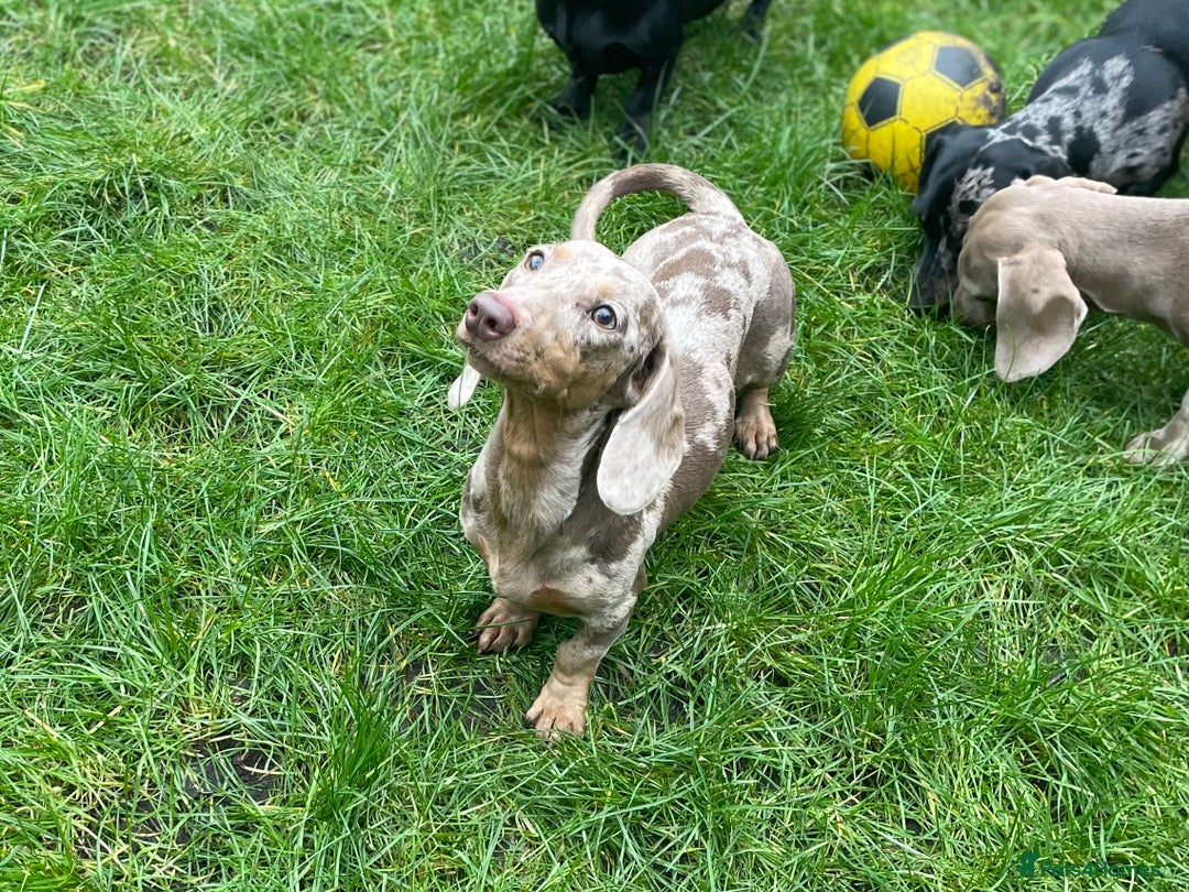 Miniature Dachshund dogs for sale: Perfecf kc miniature dachshunds - Image 24