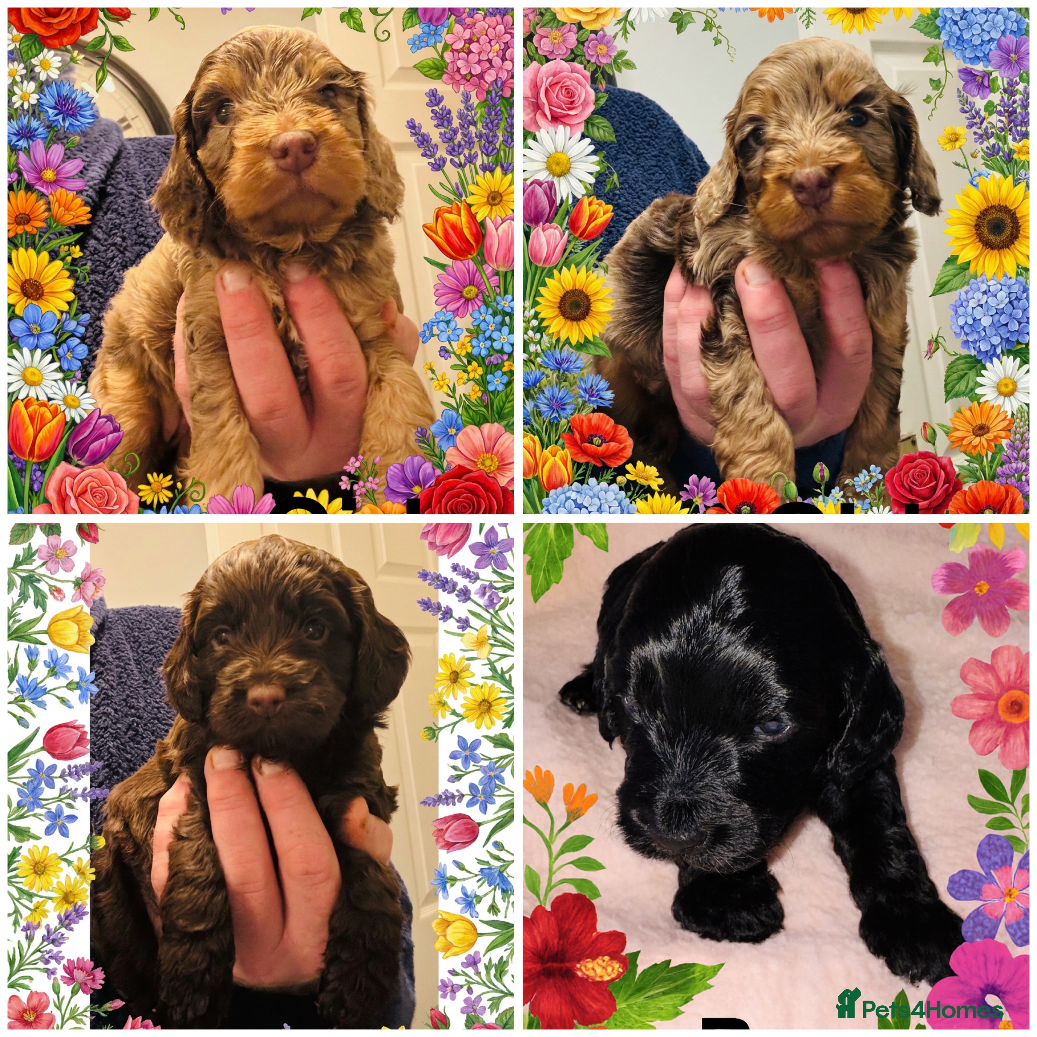 Cockapoo dogs ❤️DNA Tested Rare Sable Cockapoos, Ready 5th Feb  - Advert 2