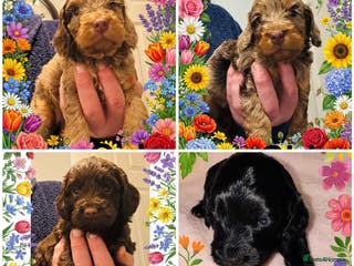 Cockapoo dogs ❤️DNA Tested Rare Sable Cockapoos, Ready 5th Feb - Advert 2