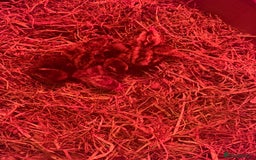 Quail poultry for sale: 3 MALE COTURNIX QUAIL, HATCHLINGS & EGGS FOR SALE - Advert 6