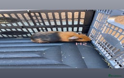 Guinea Pig rodents for sale: Baby guinea pigs for sale, various breeds - Image 17