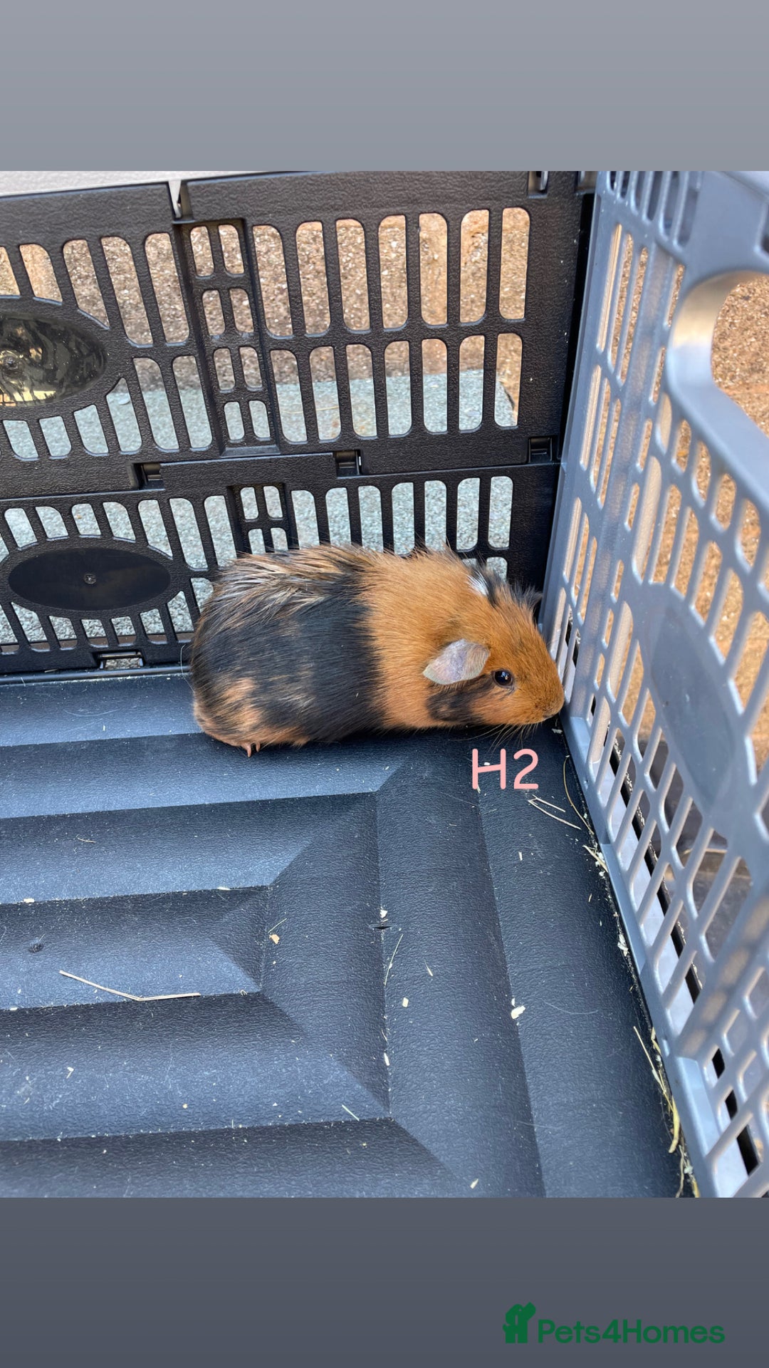 Guinea Pig rodents for sale: Baby guinea pigs for sale, various breeds - Image 17