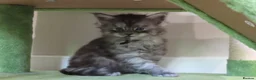 Maine Coon cats for sale: 3 beautiful Russian maincoon kittens   - Advert 4
