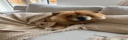 Chow Chow dogs for sale: Chow Chow 4 Years Old in Bristol - Advert 1