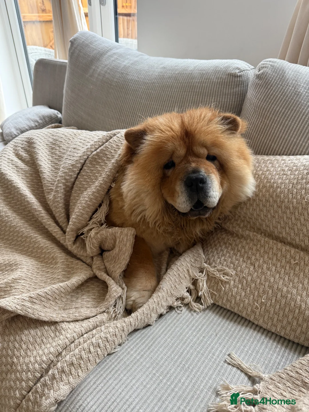 Chow Chow dogs for sale: Chow Chow 4 Years Old in Bristol - Advert 1