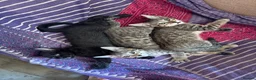 Savannah cats for sale: SavannahX GORGEOUS kittens  - Advert 12