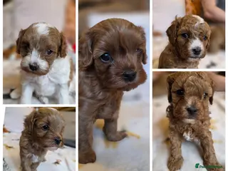 Cavapoo dogs Small F2 Cavapoo Puppies – Family Raised - Advert 4