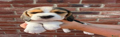 Beagle 8