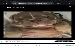 English Bulldog dogs for sale: English Bulldog Puppy Female - Image 1