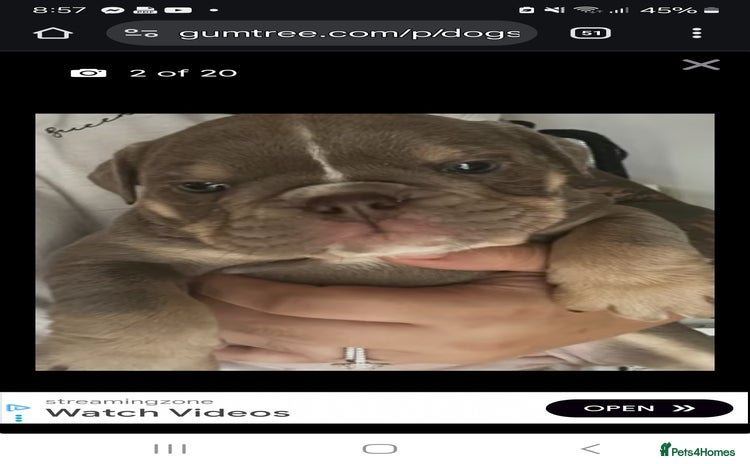 English Bulldog dogs - Advert 2