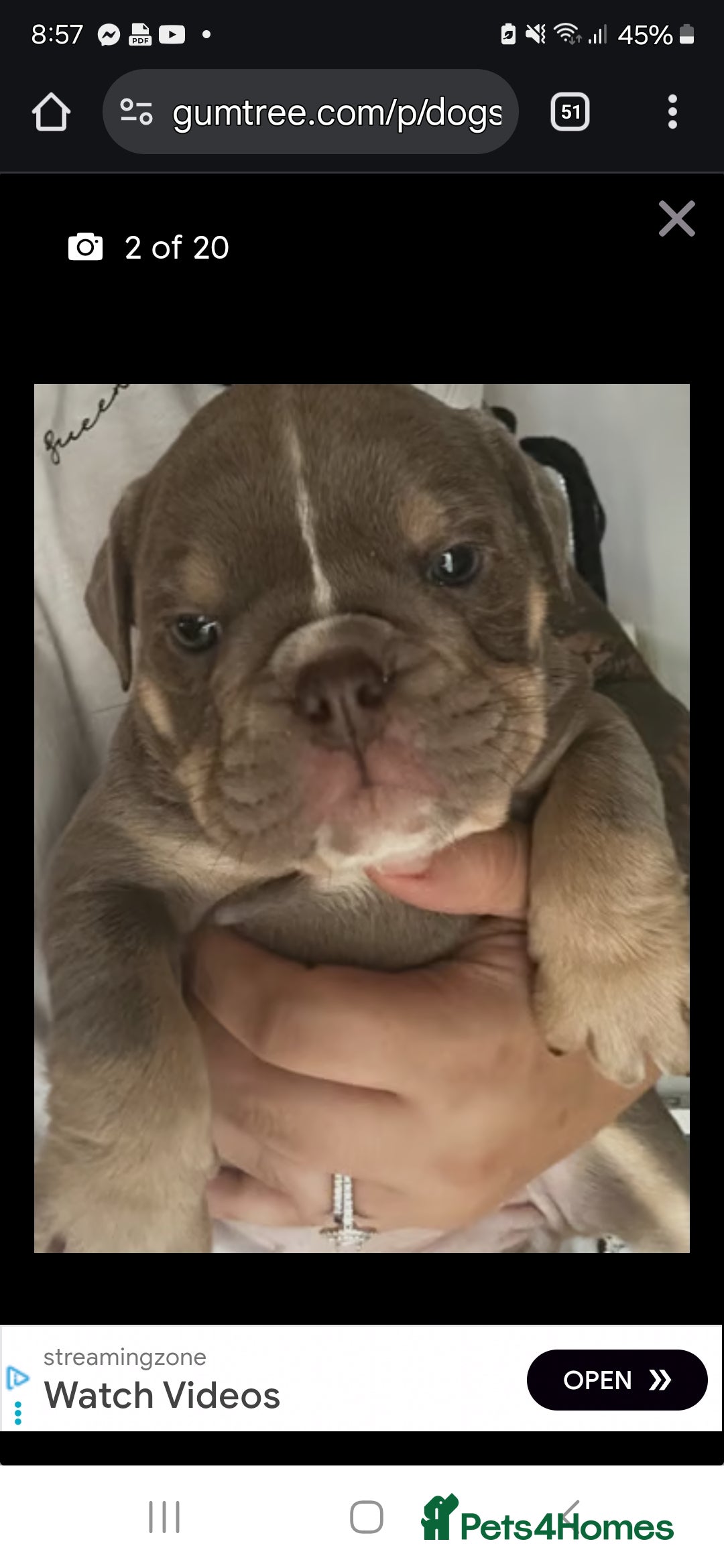 English Bulldog dogs for sale: English Bulldog Puppy Female - Image 1