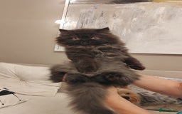Persian cats for sale: Exotic Persian Kittens / last one baby boy in Romford - Image 1