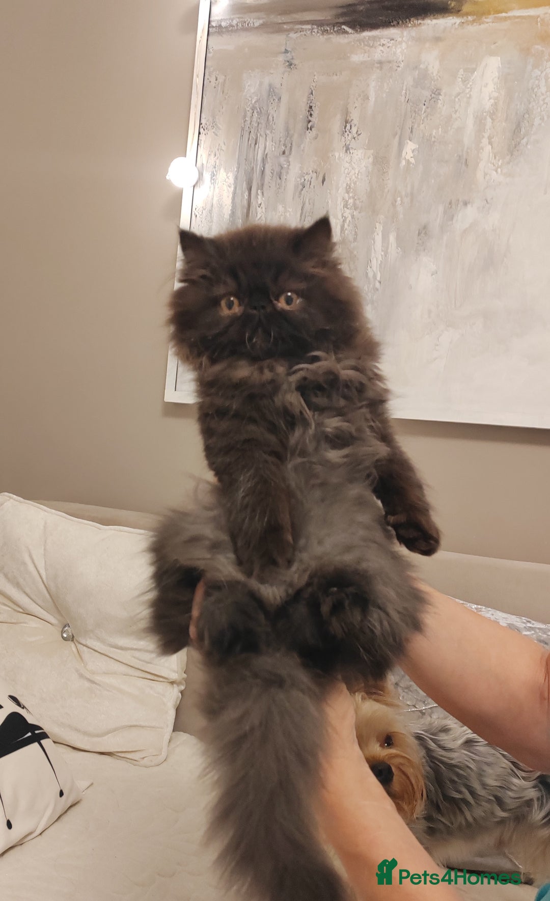 Persian cats for sale: Exotic Persian Kittens / last one baby boy in Romford - Image 1