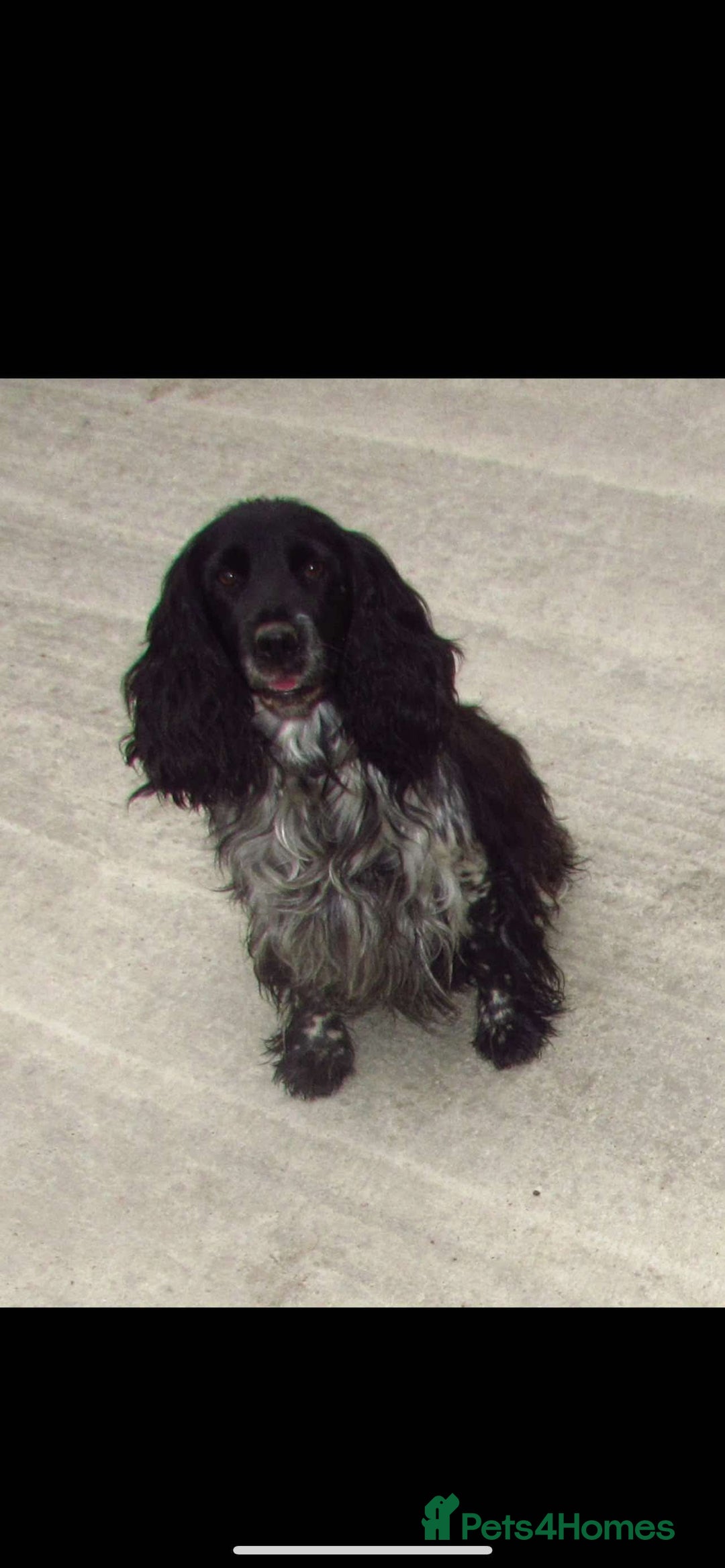 Cockapoo dogs for sale: Stunning cockapoo puppies - Advert 23