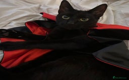 Mixed Breed cats for sale: Beautiful kittens looking for a forever home - Image 7