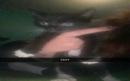 Mixed Breed cats for sale: Male and female black kittens  - Image 2