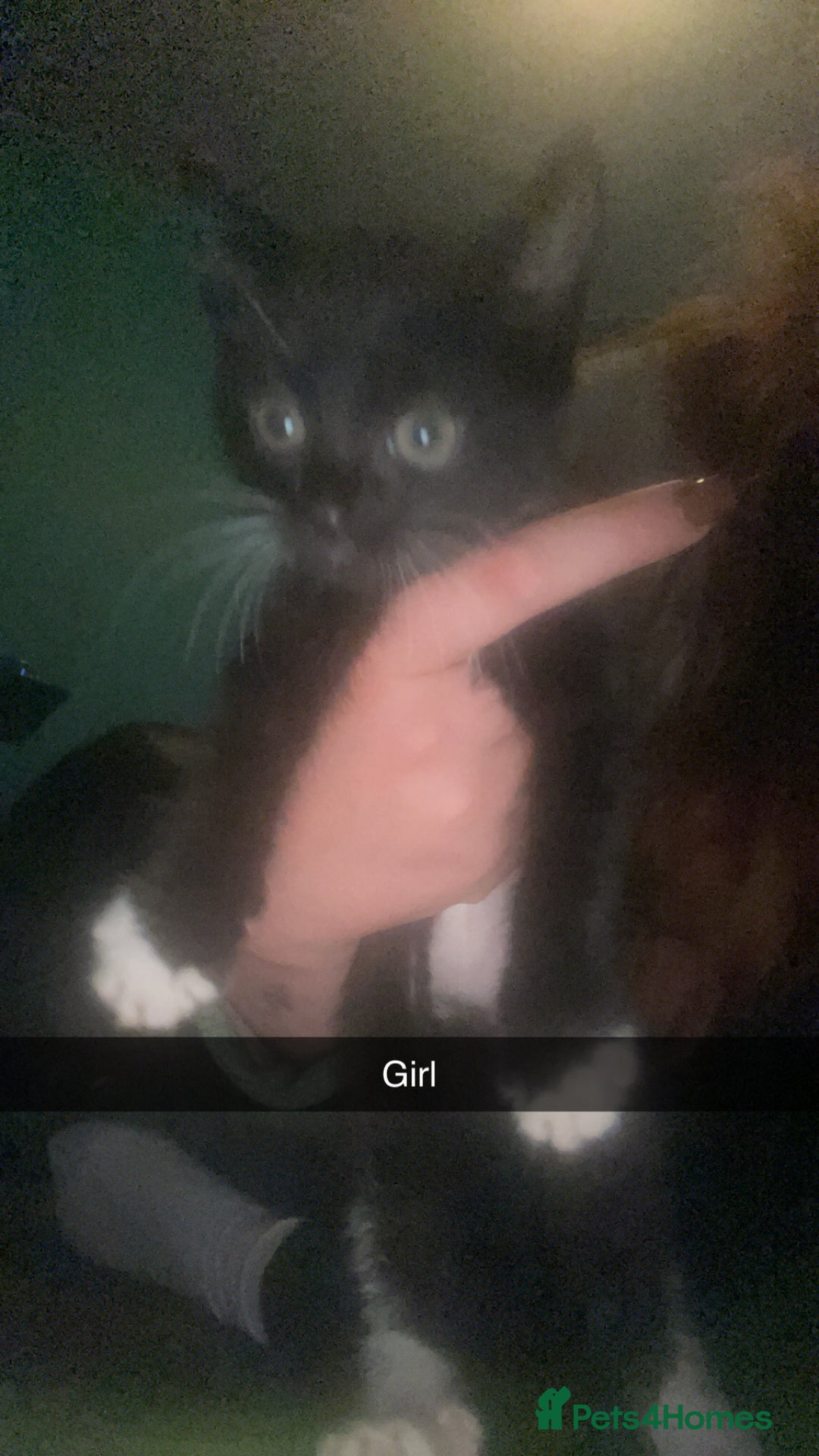 Mixed Breed cats for sale: Male and female black kittens  - Image 2