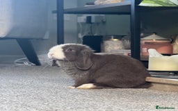 Mini Lop rabbits for sale: Mini Lops - Image 8