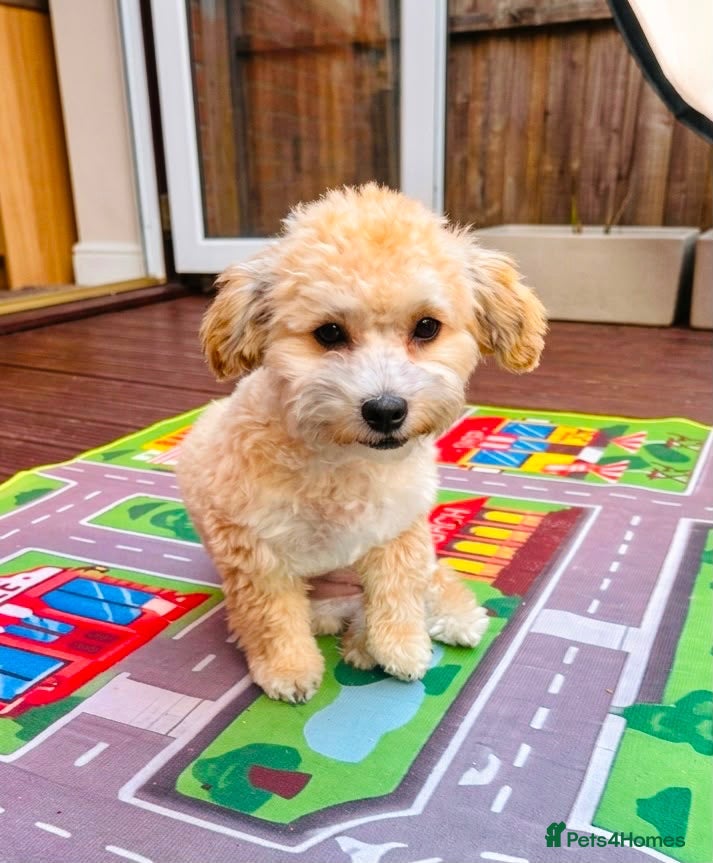 Maltipoo dogs Maltipoo puppy last girl  - Advert 2