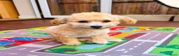 Maltipoo dogs for sale: Maltipoo puppy last girl  in Coventry - Advert 1