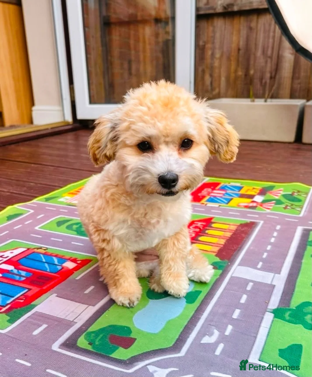 Maltipoo dogs for sale: Maltipoo puppy last girl  in Coventry - Advert 1