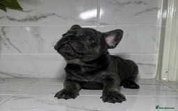 French Bulldog dogs for sale: 7 week old kC French bulldogs - Image 10
