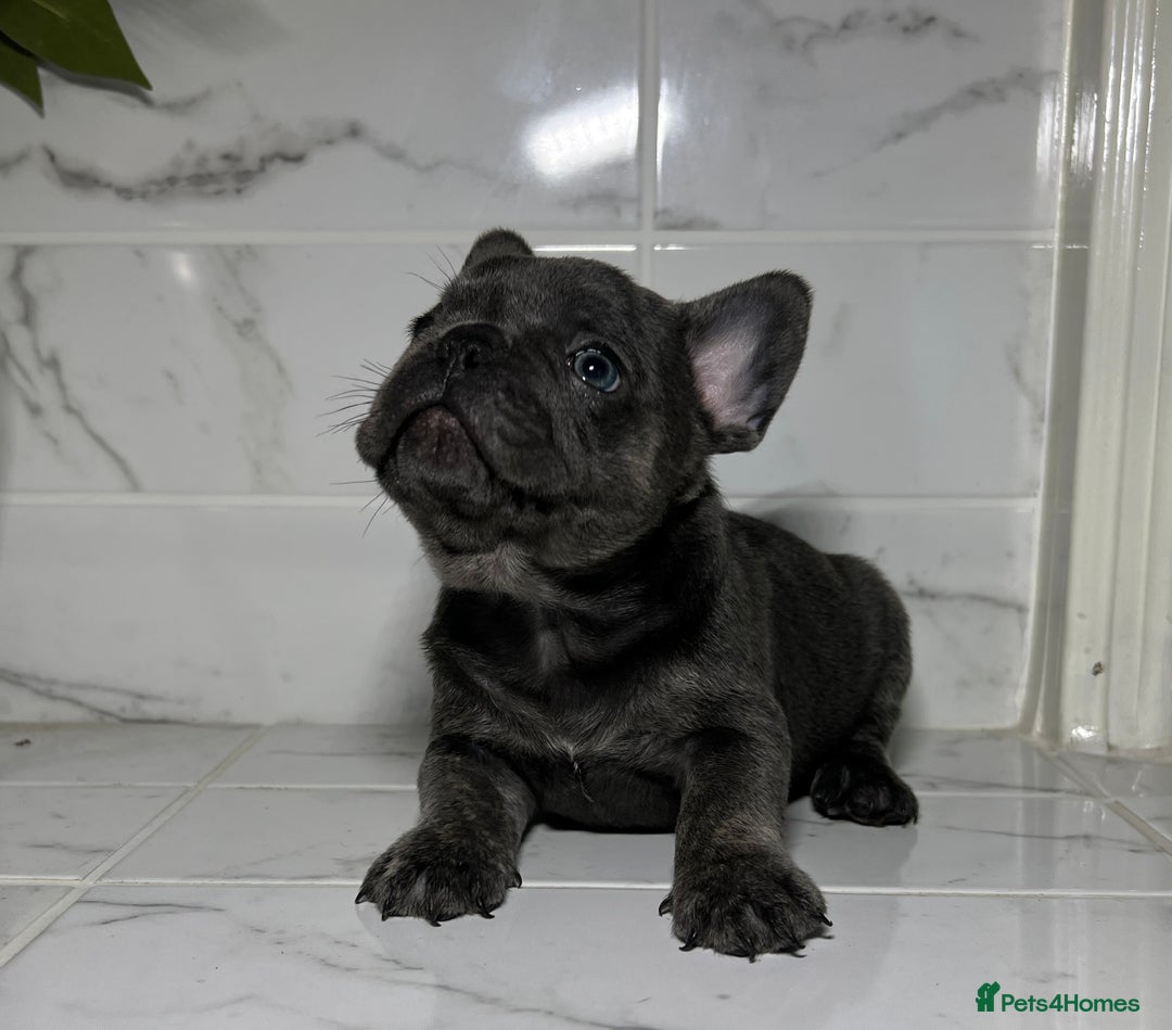 French Bulldog dogs for sale: 7 week old kC French bulldogs - Image 10
