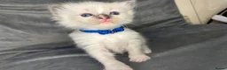 Ragdoll cats for sale: Beautiful mink ragdoll kittens  - Advert 21
