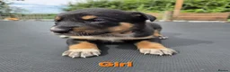 Mixed Breed dogs for sale: Beautiful kelpie cross Austrian cattle dogpuppies. in Warwick - Advert 4