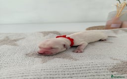 Goldador dogs for sale: A Special Litter of Goldador Puppies - Image 8