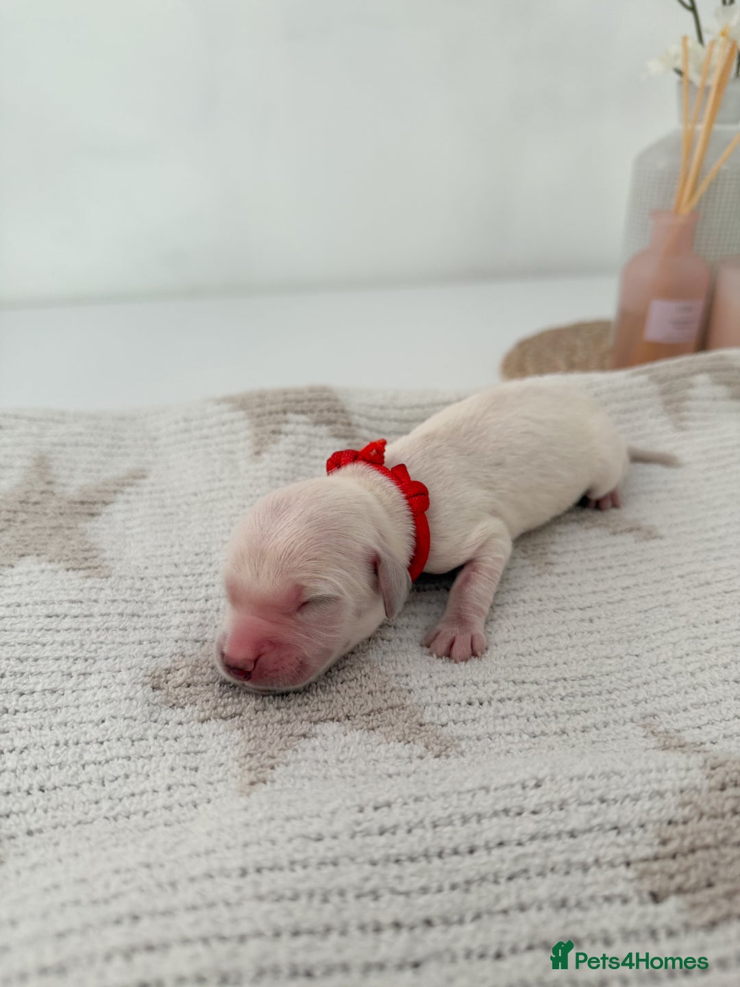 Goldador dogs for sale: A Special Litter of Goldador Puppies - Image 8