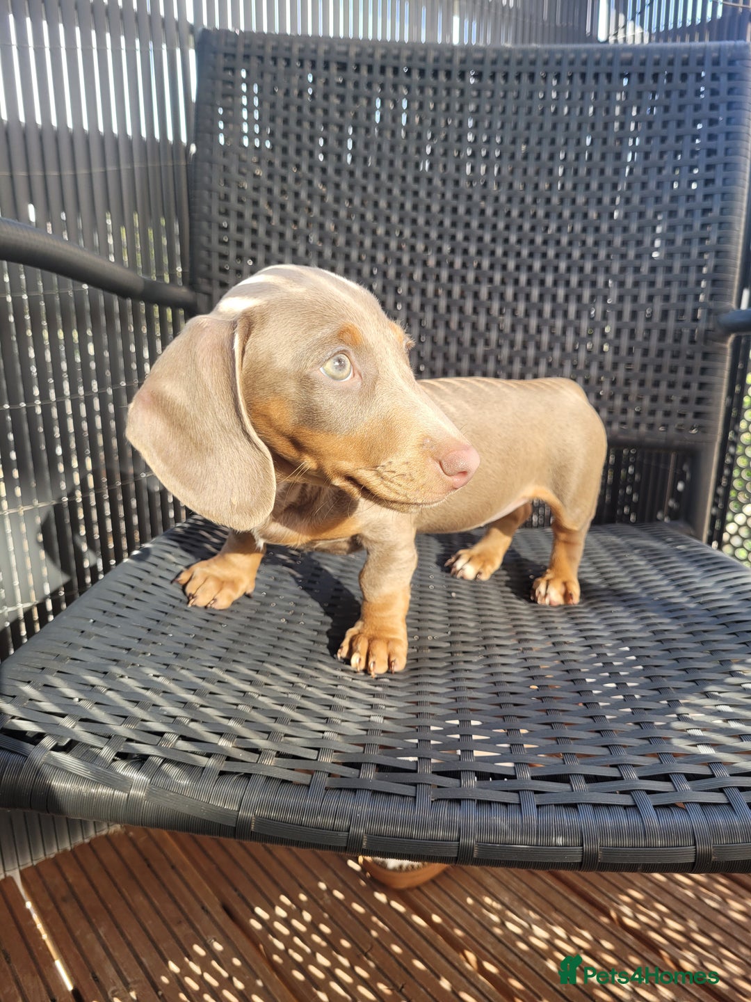 Dachshund dogs for sale: Isabella and Tan Daschund 🩷 - Image 1