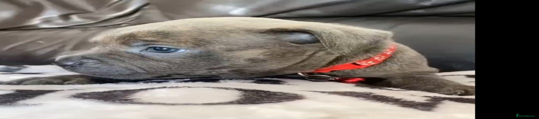 Staffordshire Bull Terrier Puppy 4