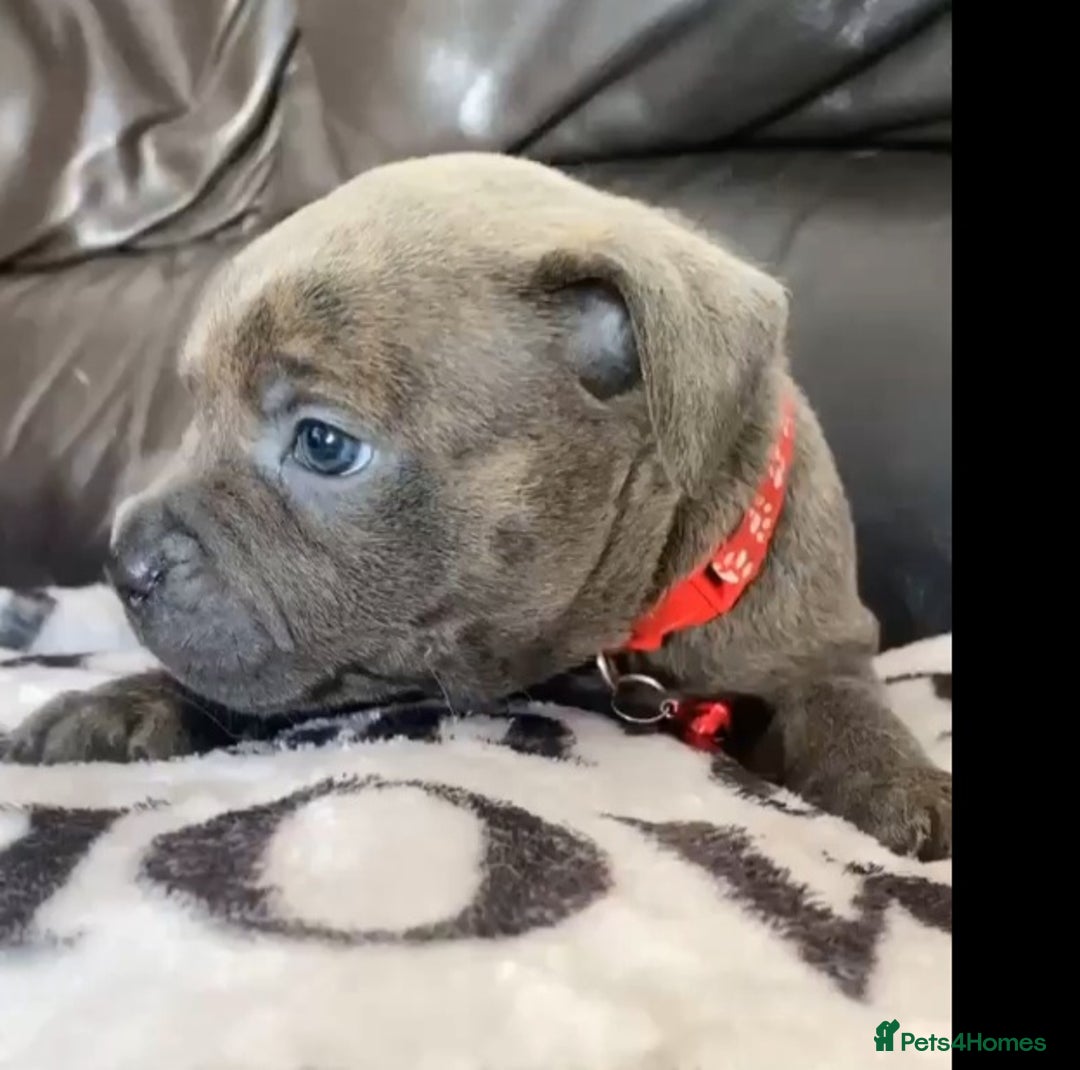 Staffordshire Bull Terrier dogs for sale: Blue staff pups - Image 5