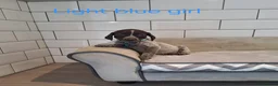 German Shorthaired Pointer dogs for sale: 🤎🤍 KC reg German Shorthaired Pointers 🤍🤎 - Advert 6